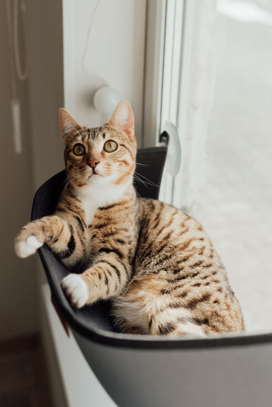 A cat sitting on a window perch watching outside