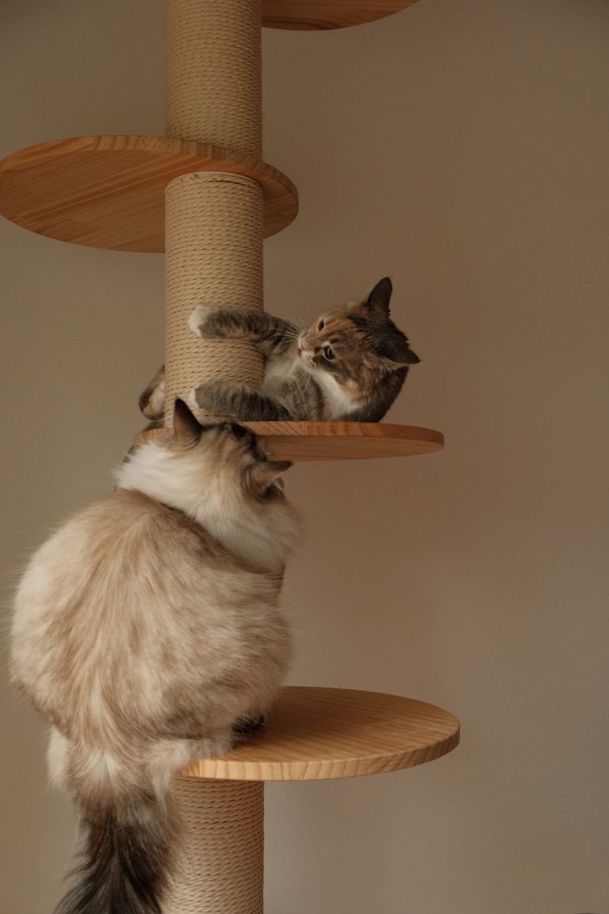 A cat using a tall scratching post
