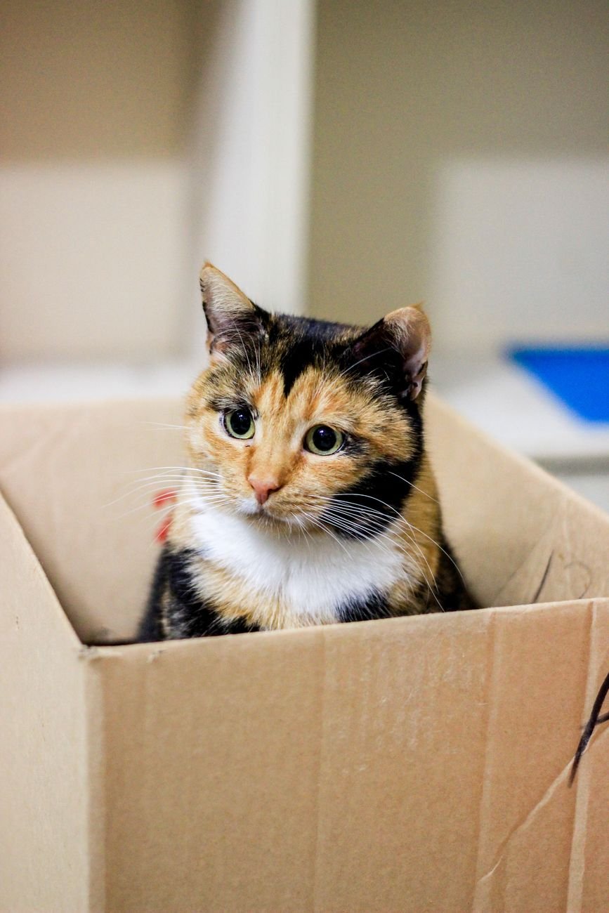 A cat peeking out of a cardboard box