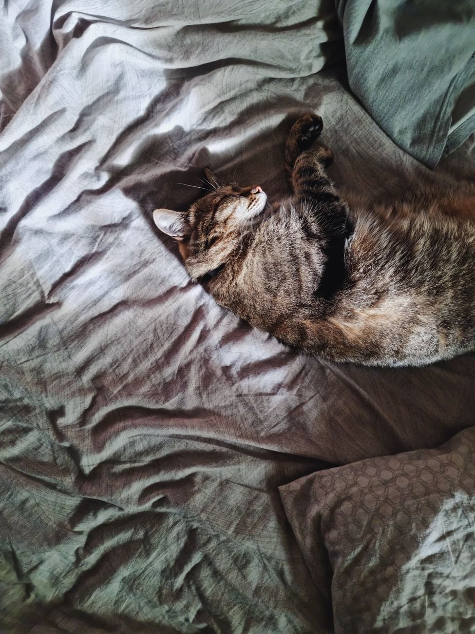 A cat asleep in a soft bed