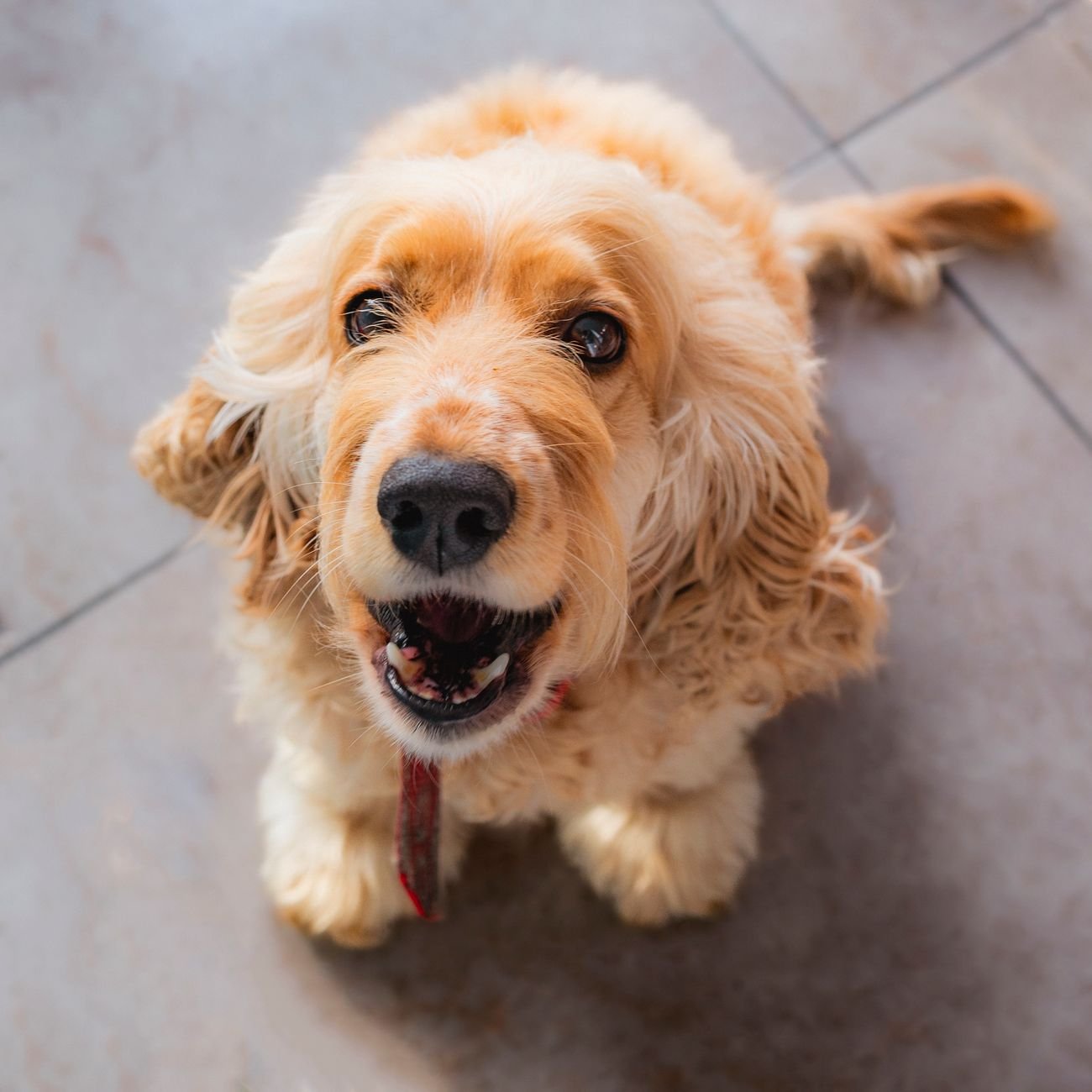 A dog sitting on the kitchen floor near its bowl
