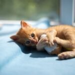 Kitten Care: The First 30 Days