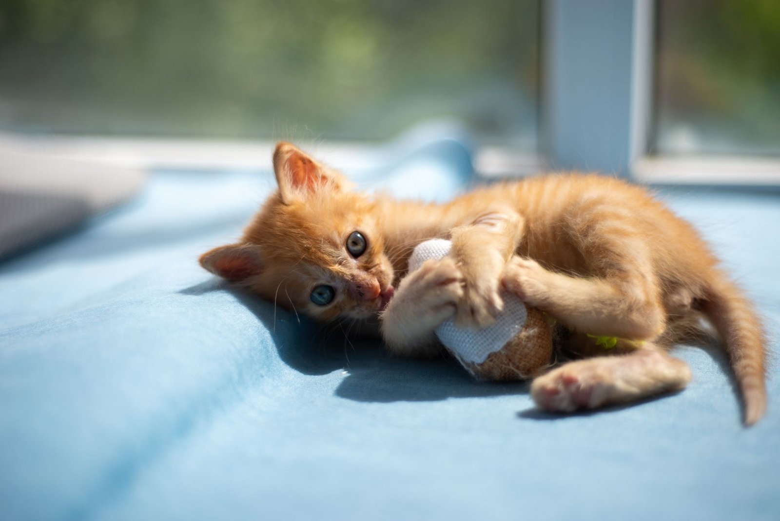 A small kitten sitting on a soft blanket at home
