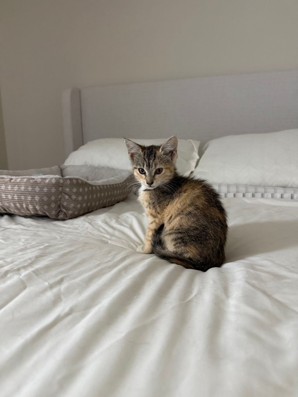 A kitten peeking out of a cozy cat bed