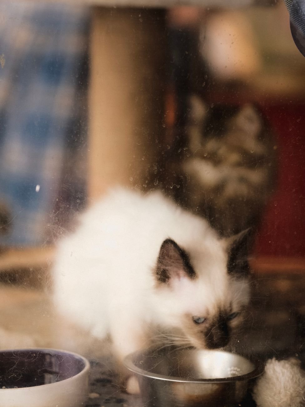 A kitten eating from a small food bowl