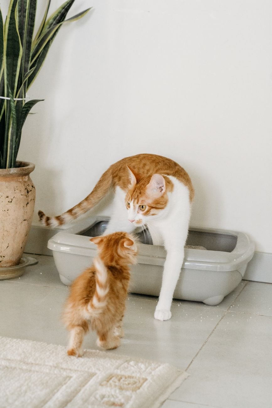 A mother cat and kitten next to a litter box