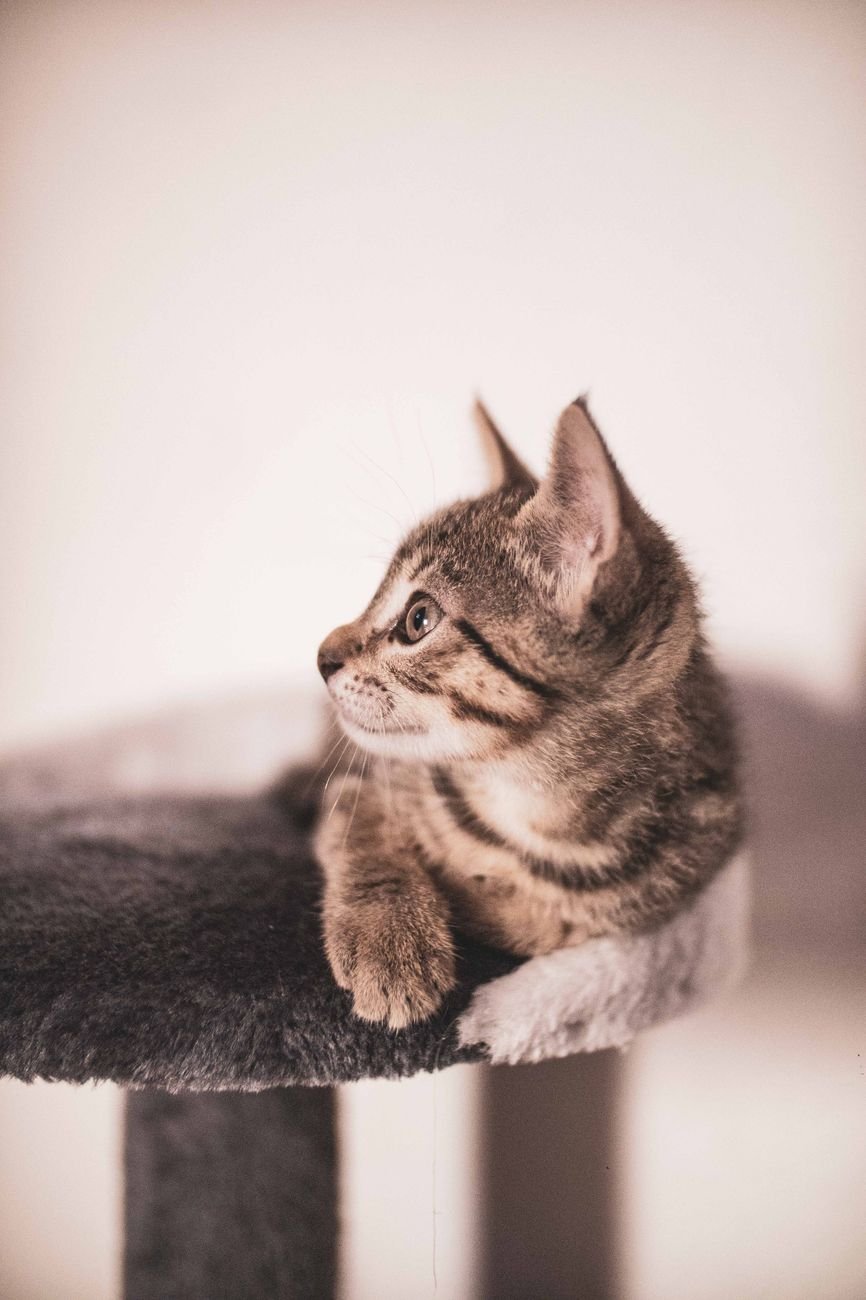 A kitten using a scratching post