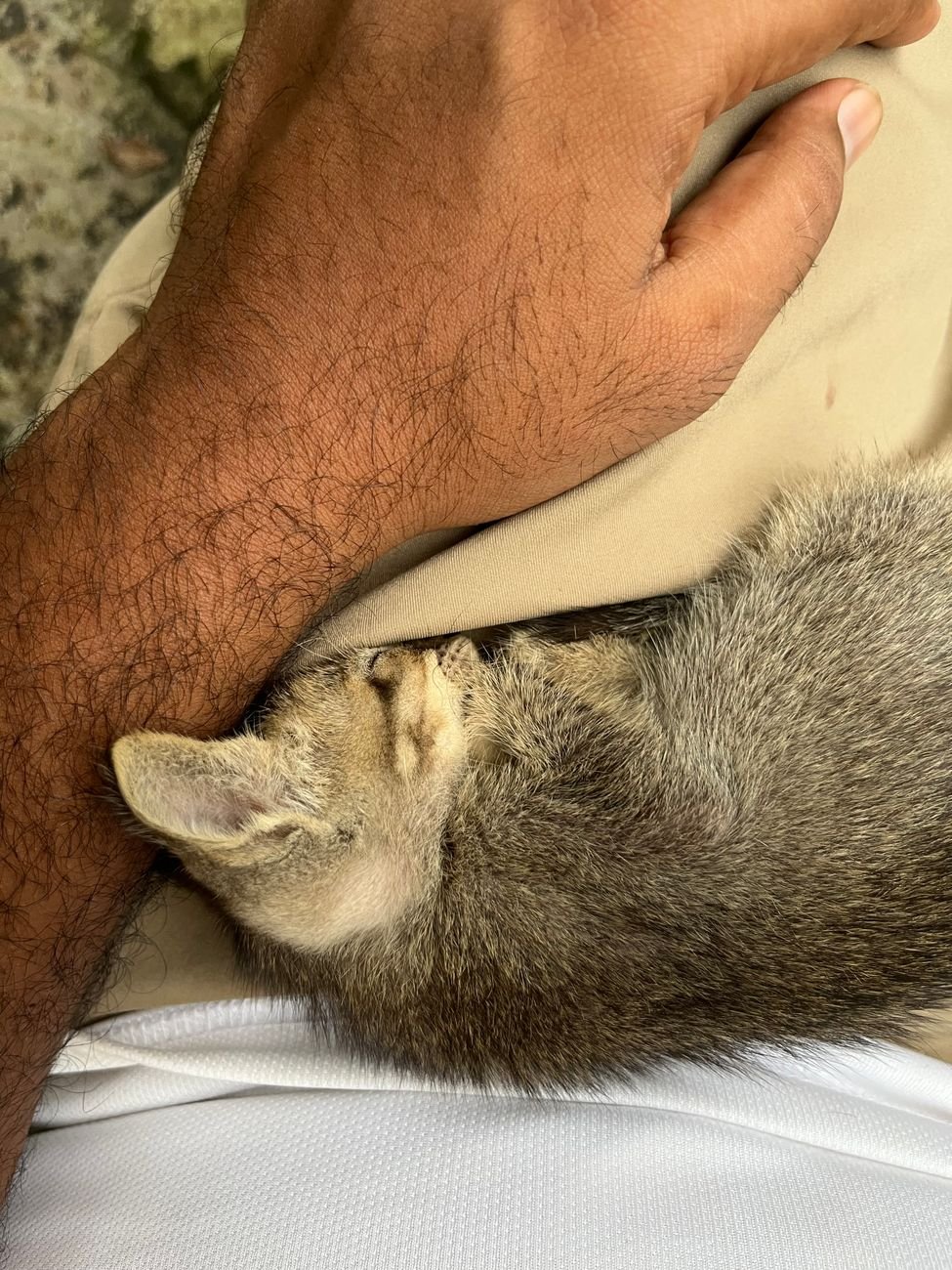 A kitten asleep in a person's lap