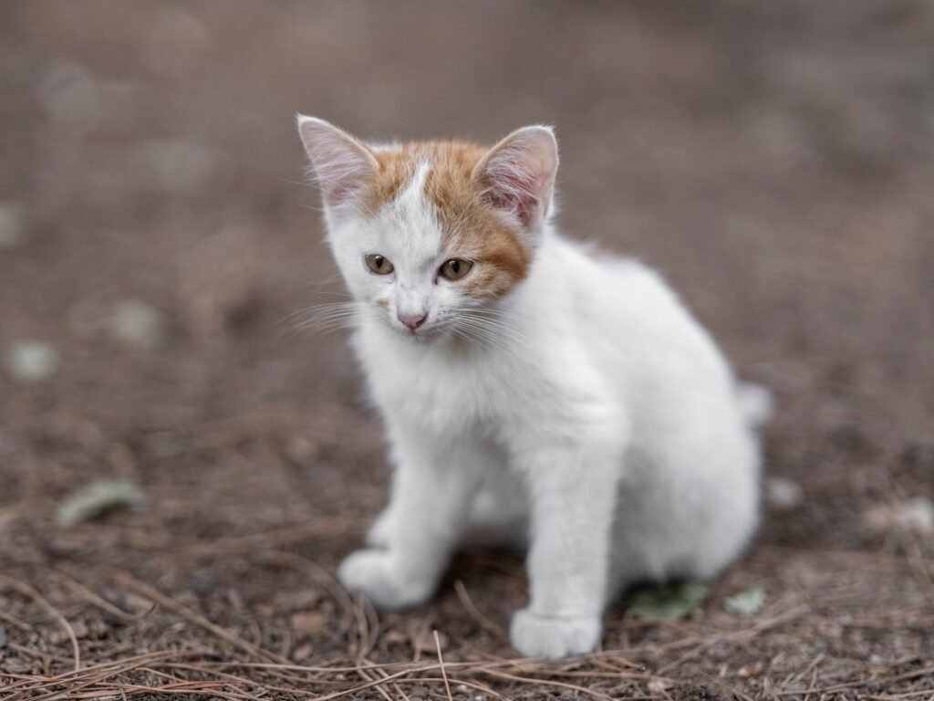 Kitten Names: 200 Cute Ideas