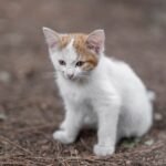 Kitten Names: 200 Cute Ideas