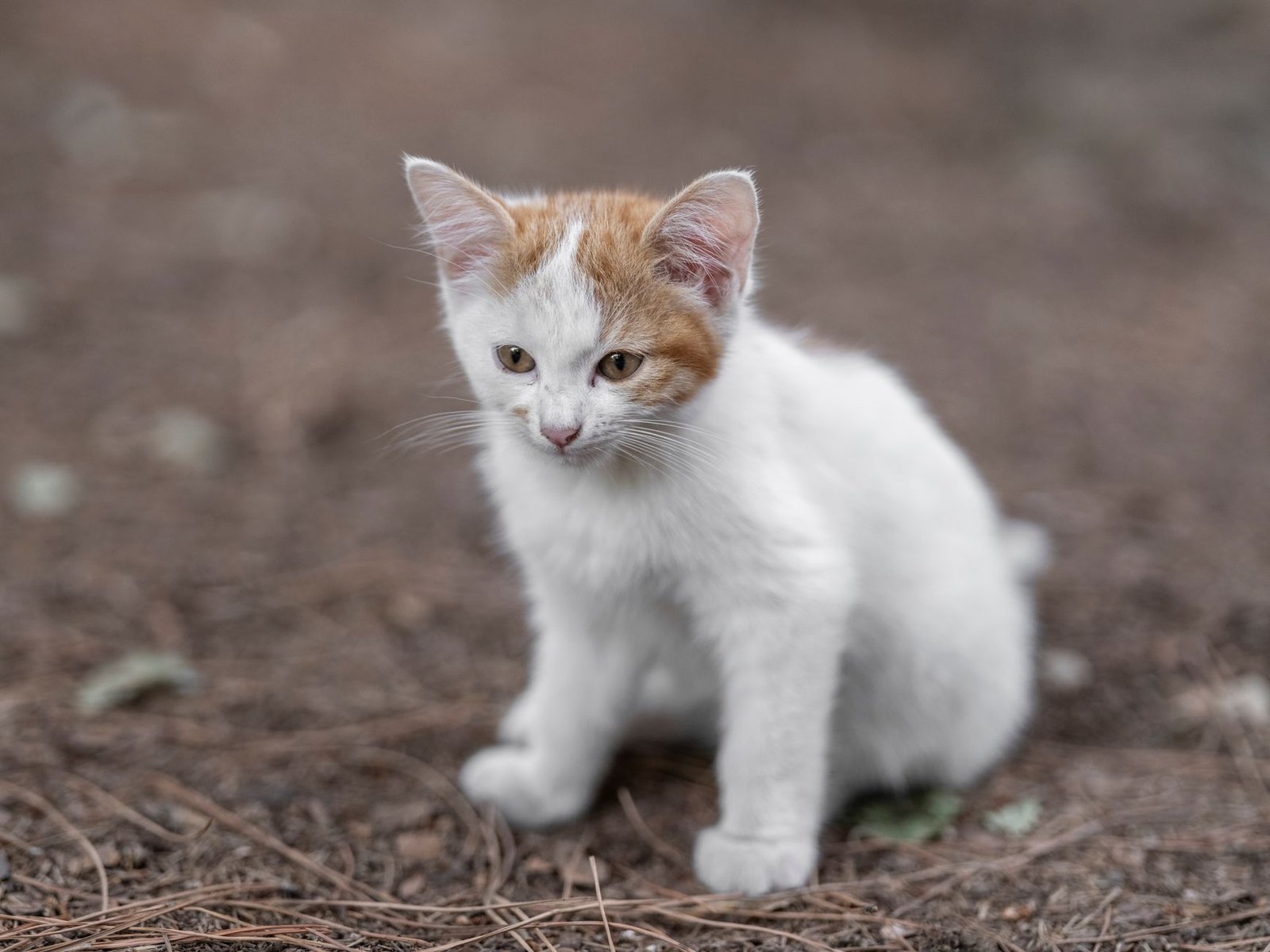 A tiny kitten sitting on a soft blanket and looking at the camera