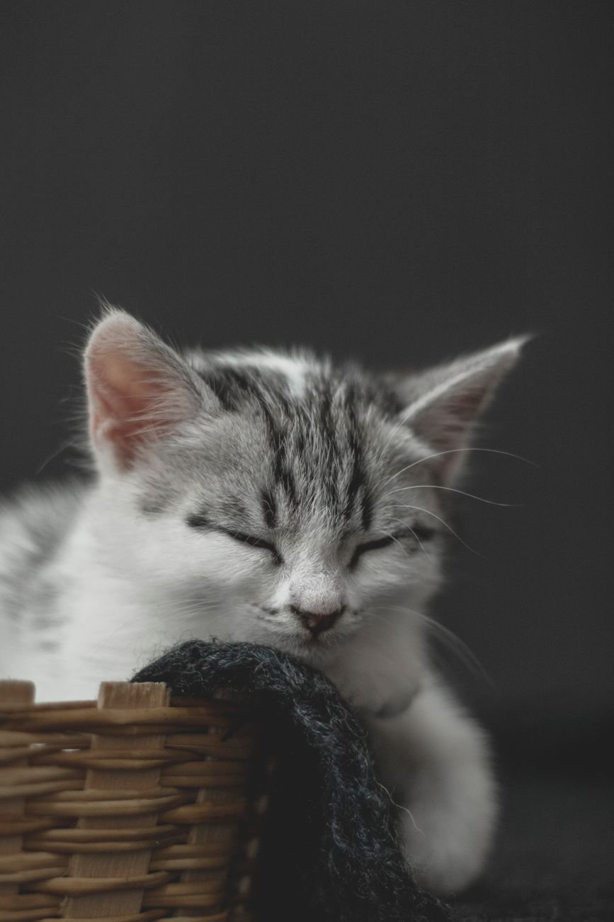 A fluffy kitten curled up asleep