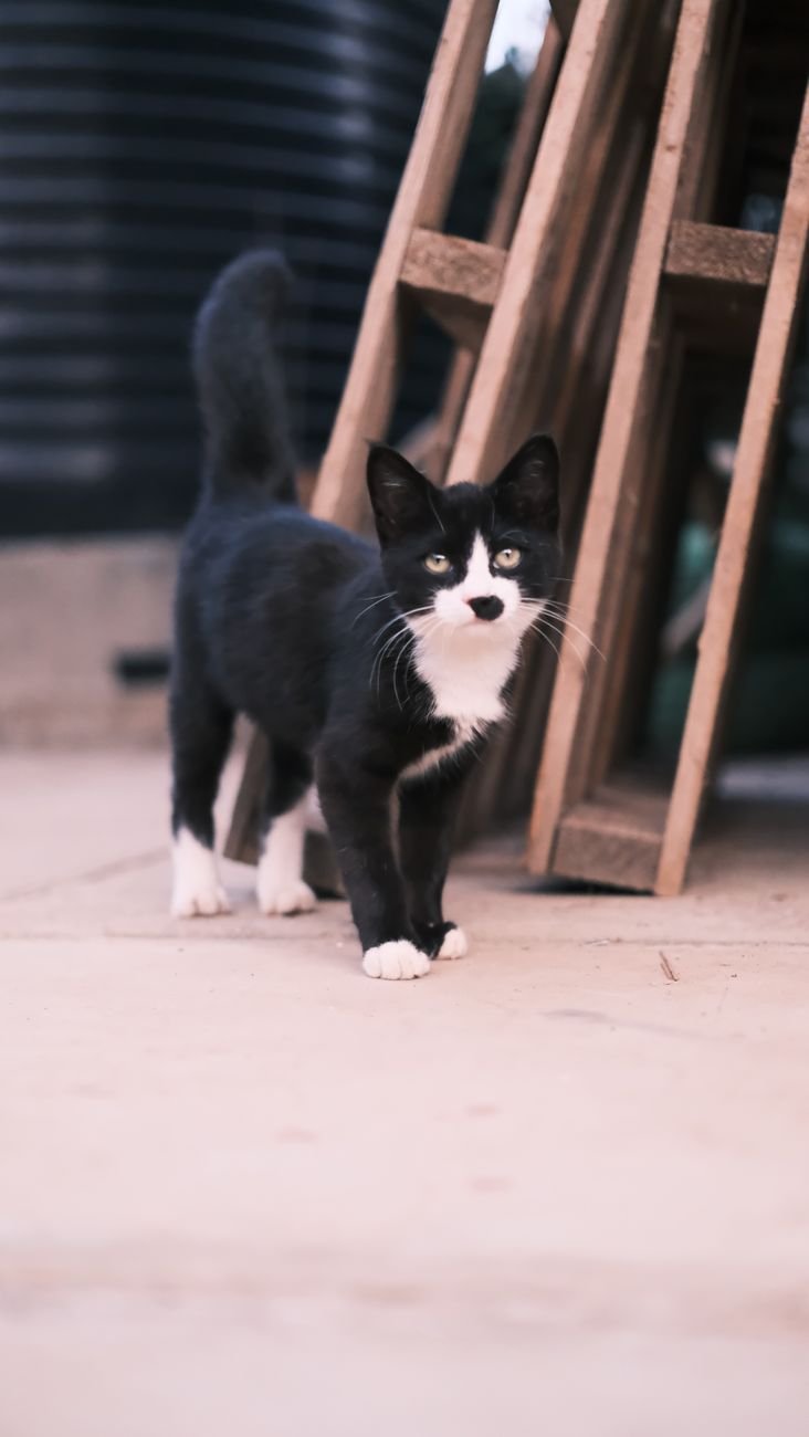 A black kitten with bright eyes