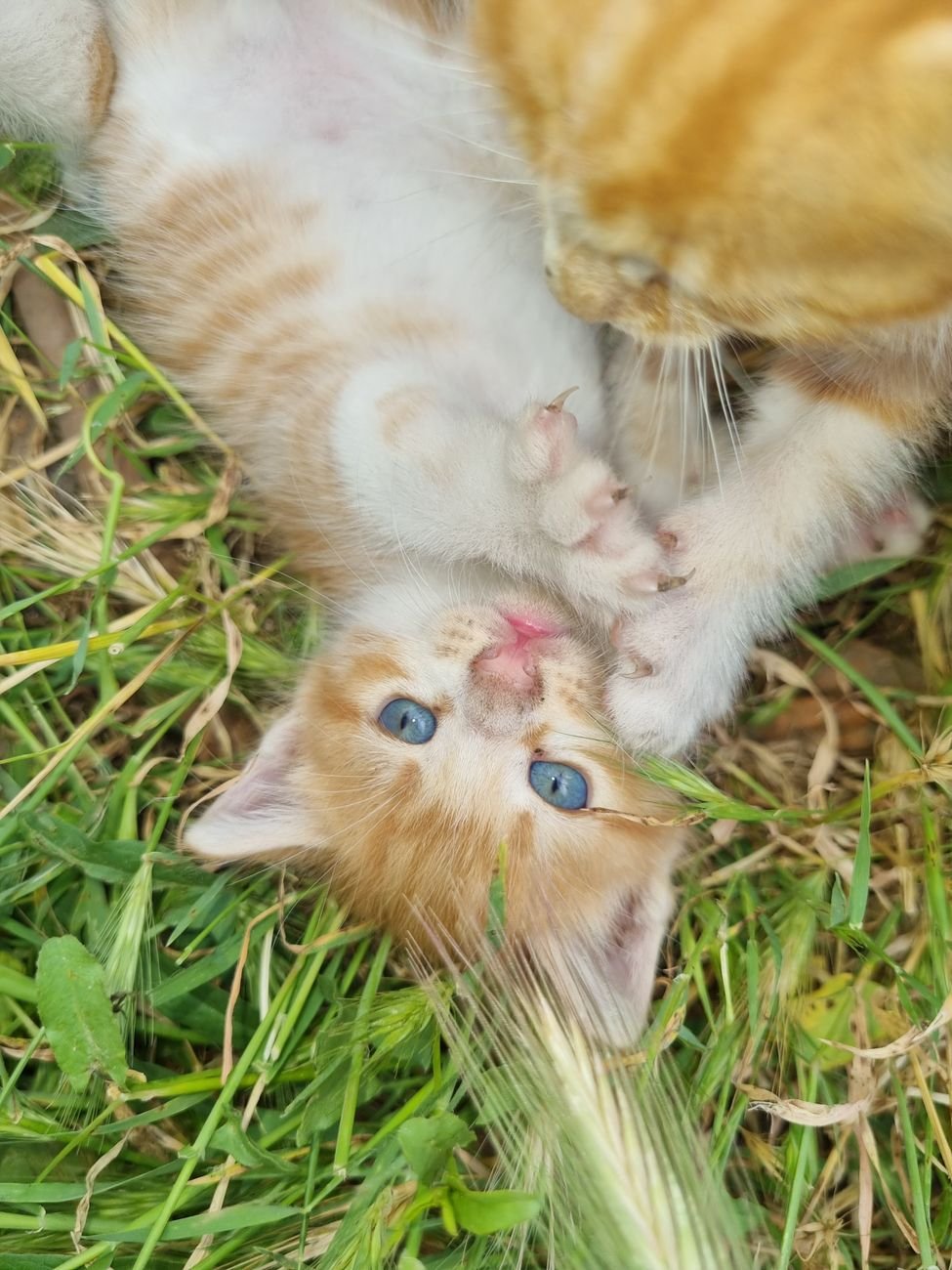 An orange tabby kitten playing