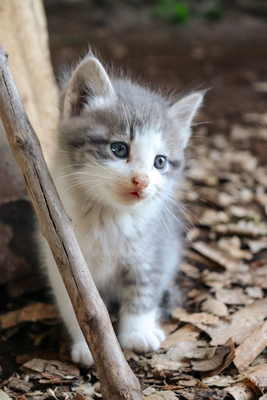 A gray kitten sitting on a windowsill