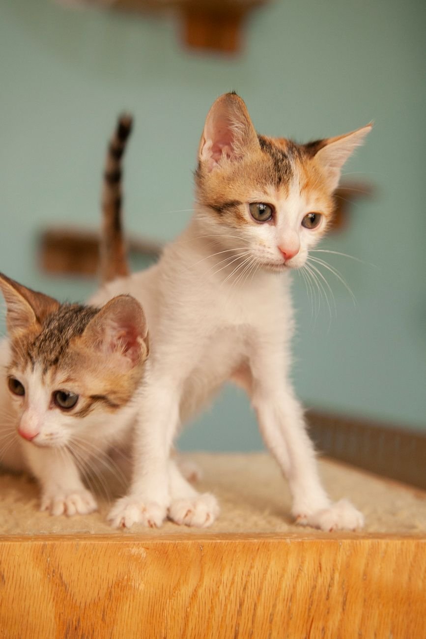 Two kittens cuddling together