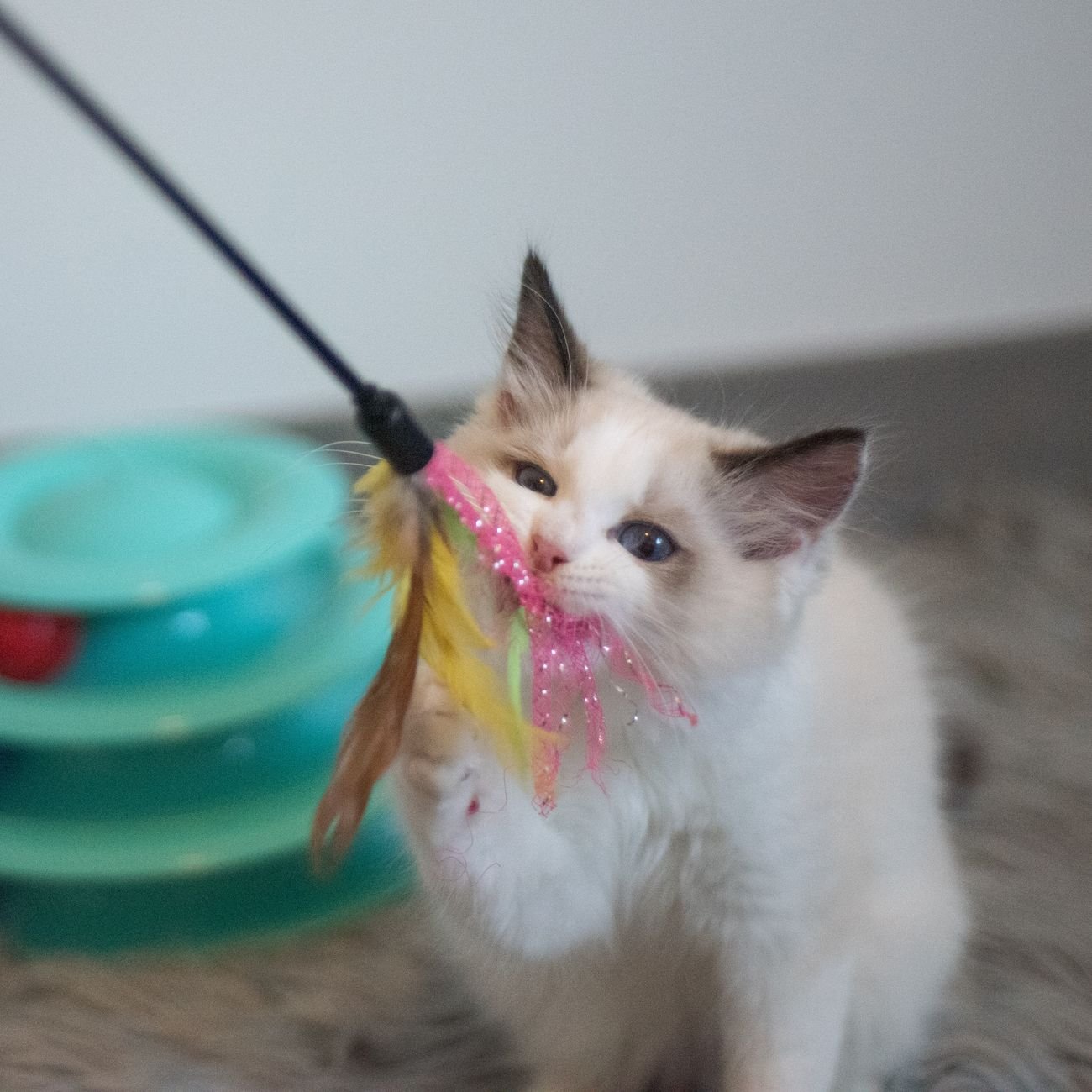 A kitten playing with a toy at home