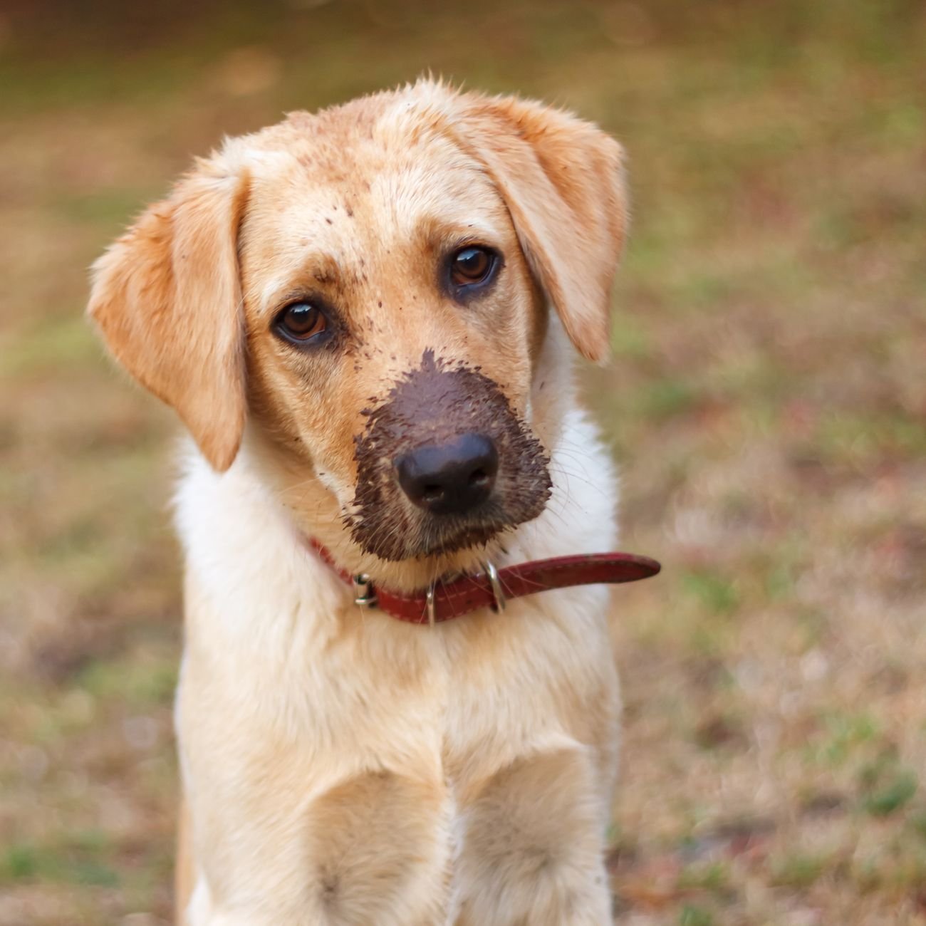 A muddy dog sitting on a towel after a walk