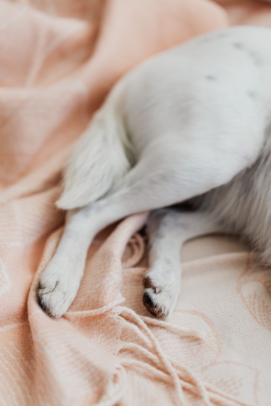 A dog lying on a sofa blanket with fur on it