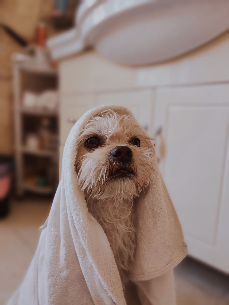A wet dog wrapped in a towel after a bath