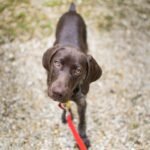 Leash Training a Puppy: First Walks Made Easy