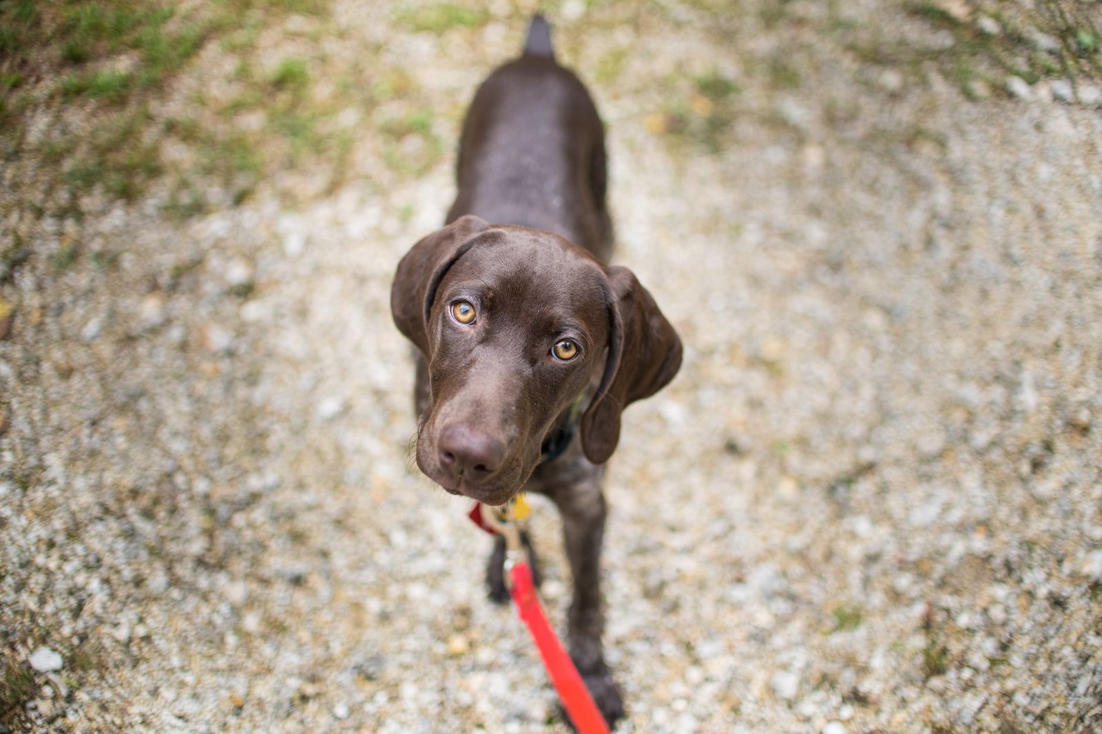 A happy puppy on a leash walking beside its owner on a sunny path
