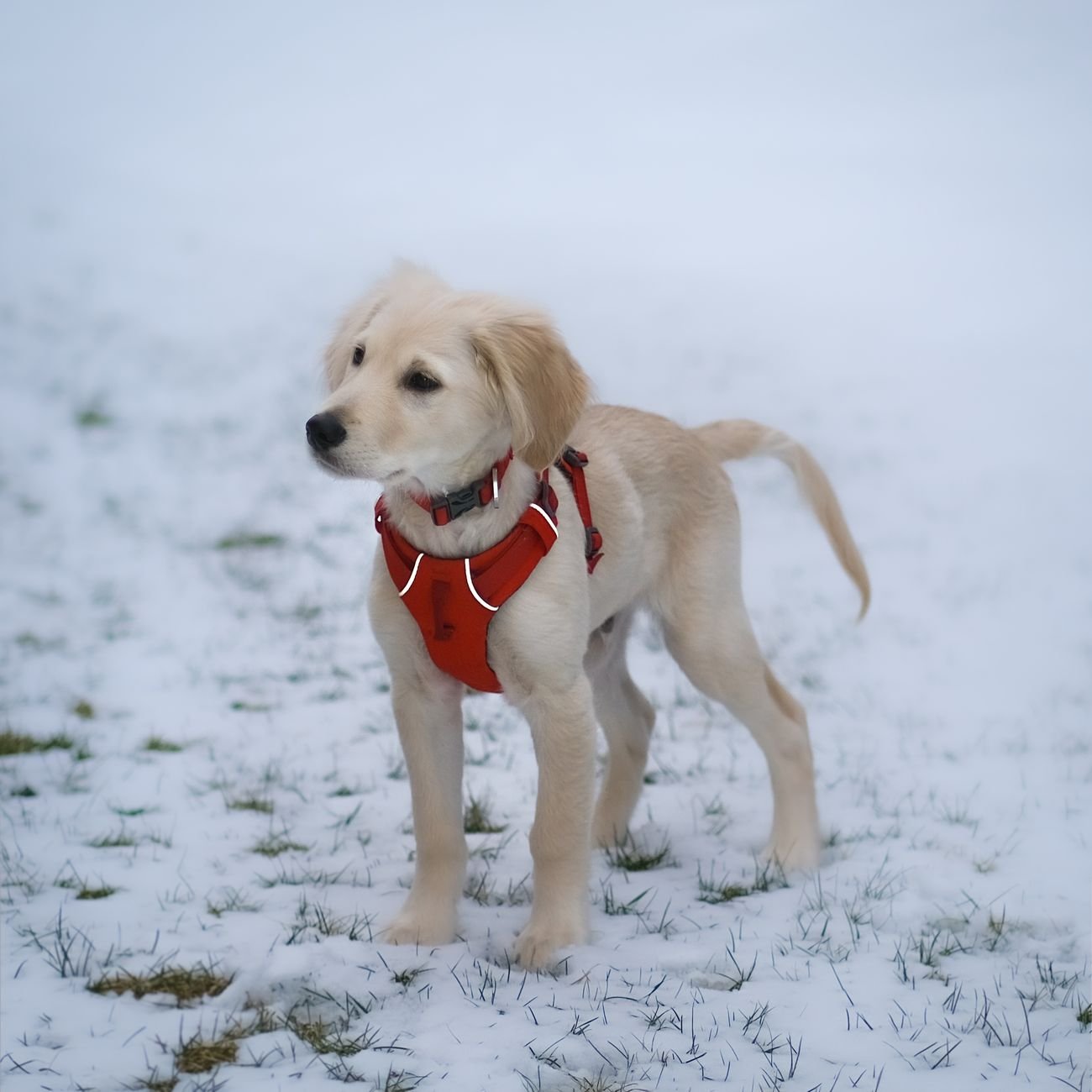 A puppy wearing a small harness sitting on the floor at home