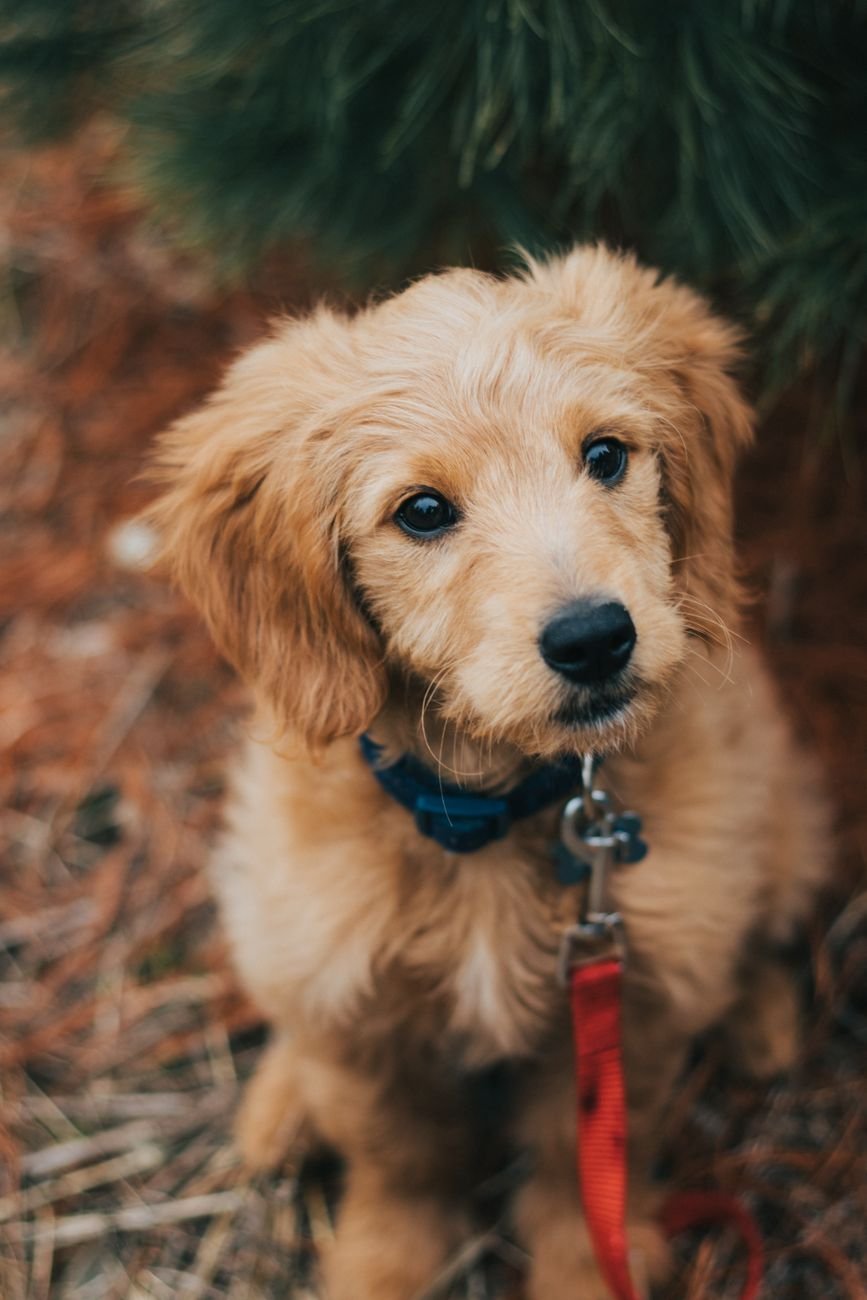 A puppy sitting outdoors on a red leash