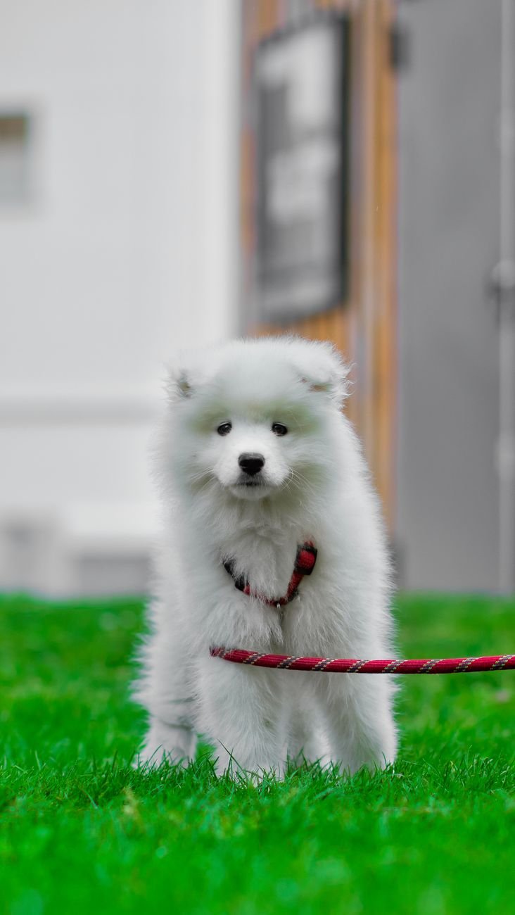 A puppy walking on a leash in a backyard on the grass