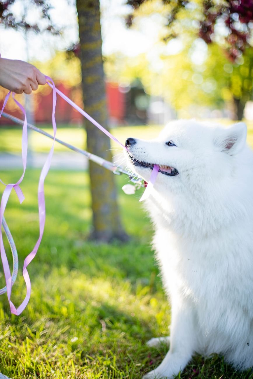 A young dog pulling on its leash during a walk