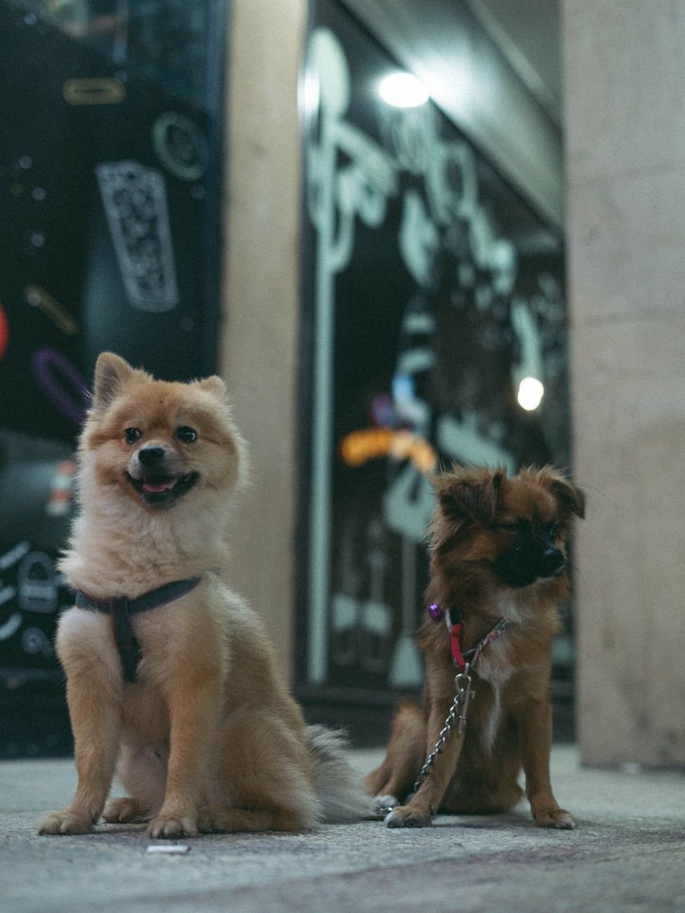 A puppy sitting down on the sidewalk looking up at its owner