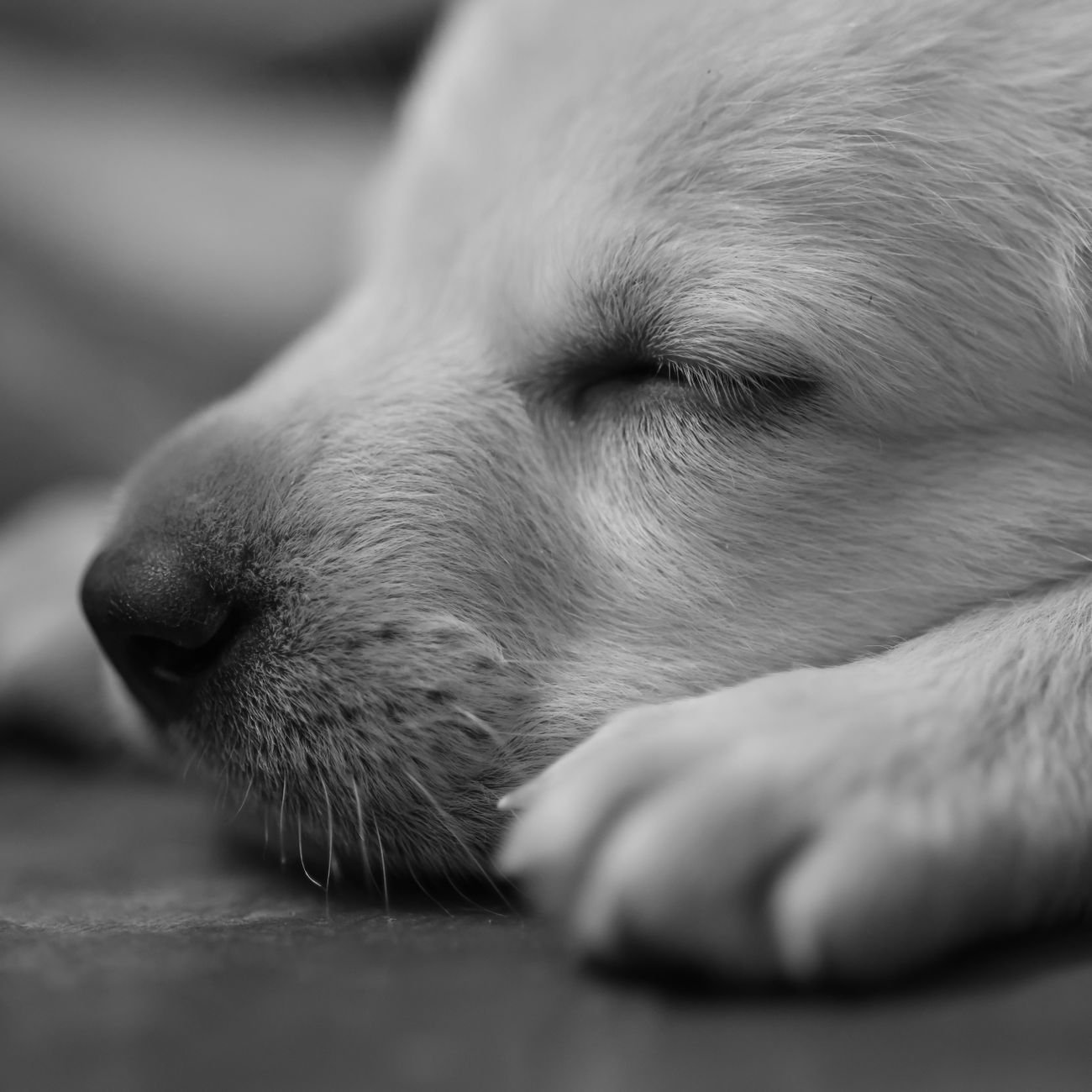 A tired puppy napping after a walk
