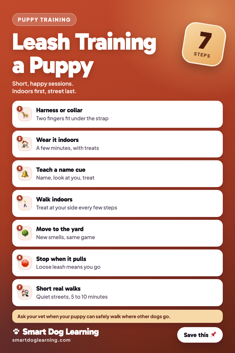 Leash Training a Puppy: First Walks Made Easy