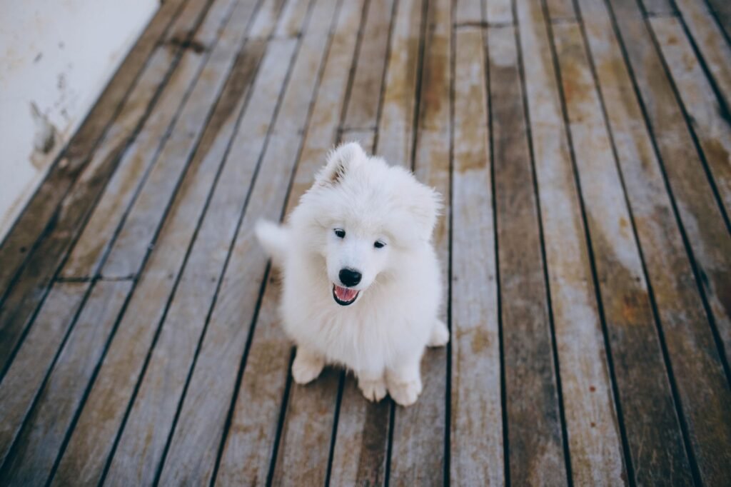 New Puppy Checklist: Everything to Buy Before Day One