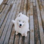 New Puppy Checklist: Everything to Buy Before Day One