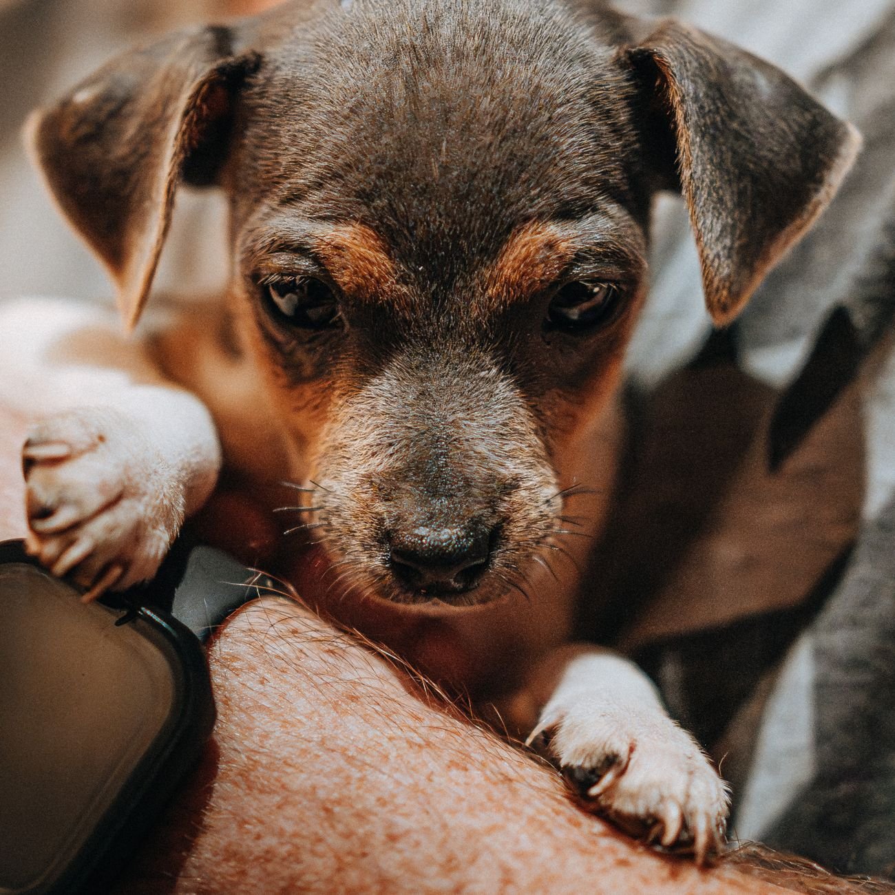 A puppy eating from a bowl
