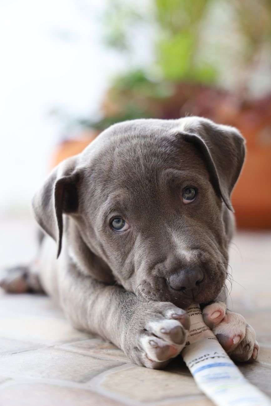 A puppy chewing a rope toy