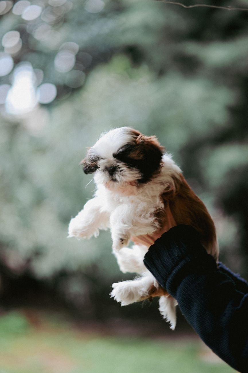 A puppy being gently brushed or held