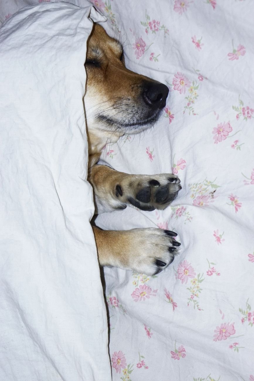 A sleepy puppy on a soft bed
