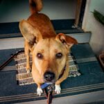 No Bake Dog Treats (Ready in 15 Minutes)