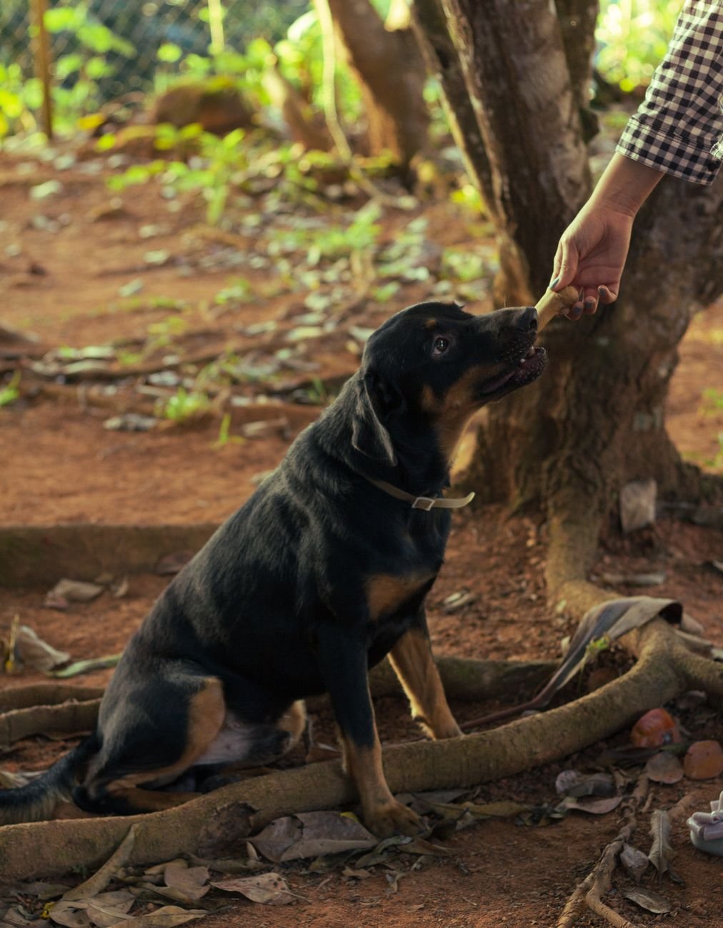 A dog gently taking a small treat from a person's hand