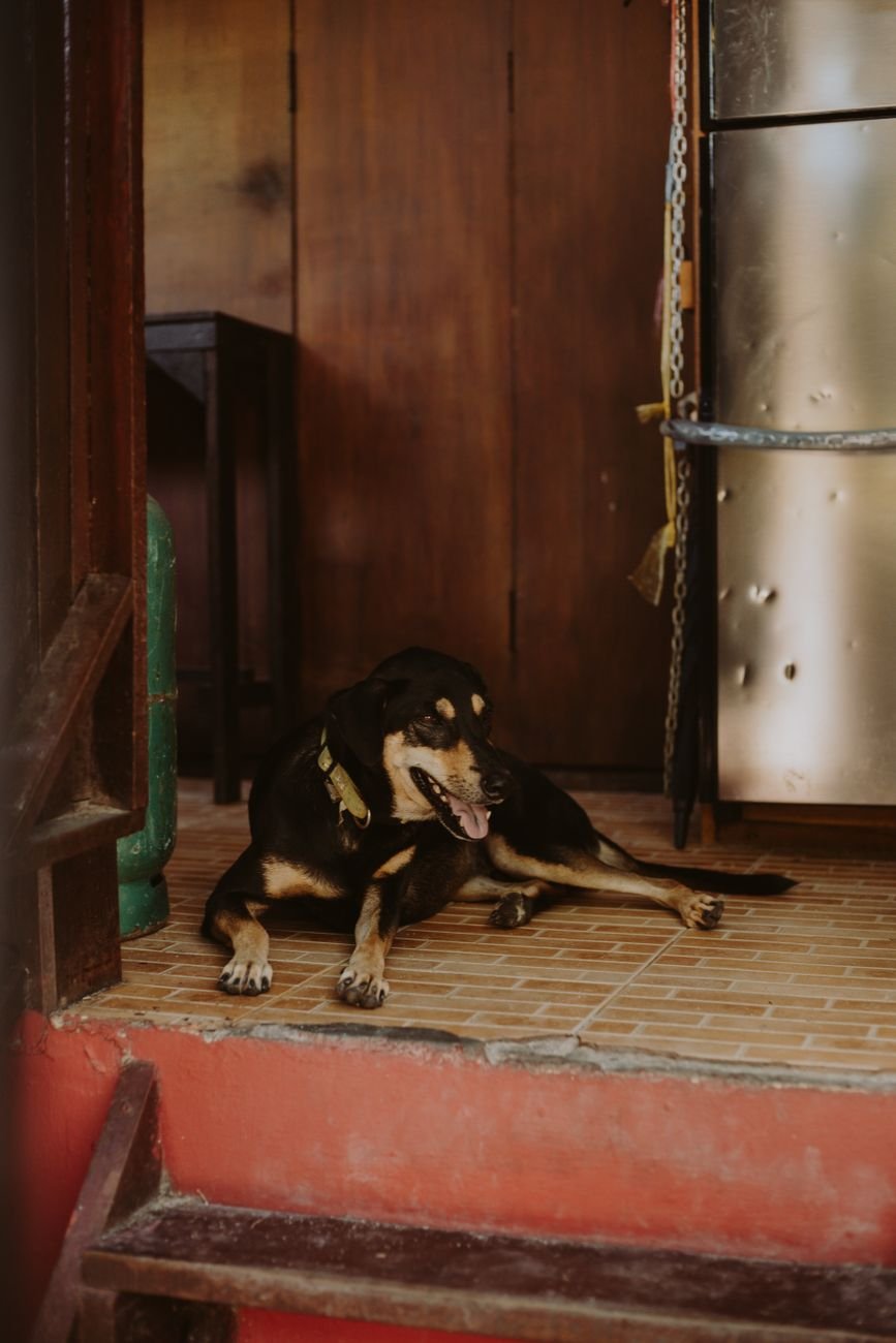 A dog lying calmly near a doorway at home