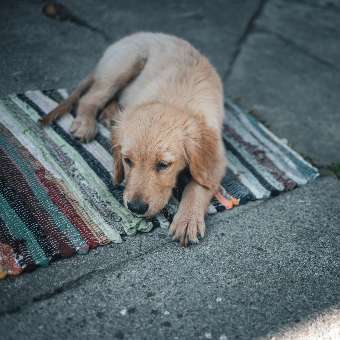 A dog sniffing a baby blanket gently