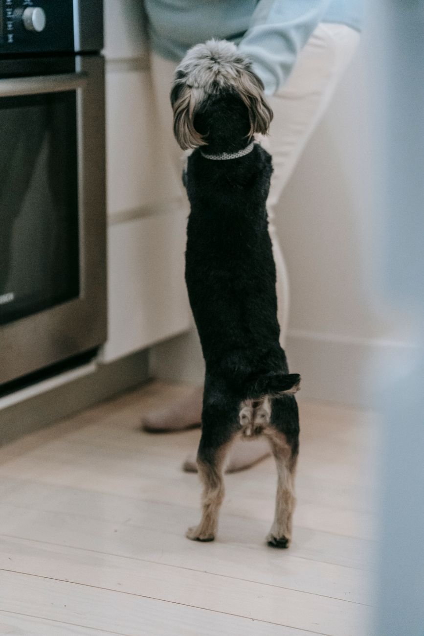 A dog resting on a kitchen floor