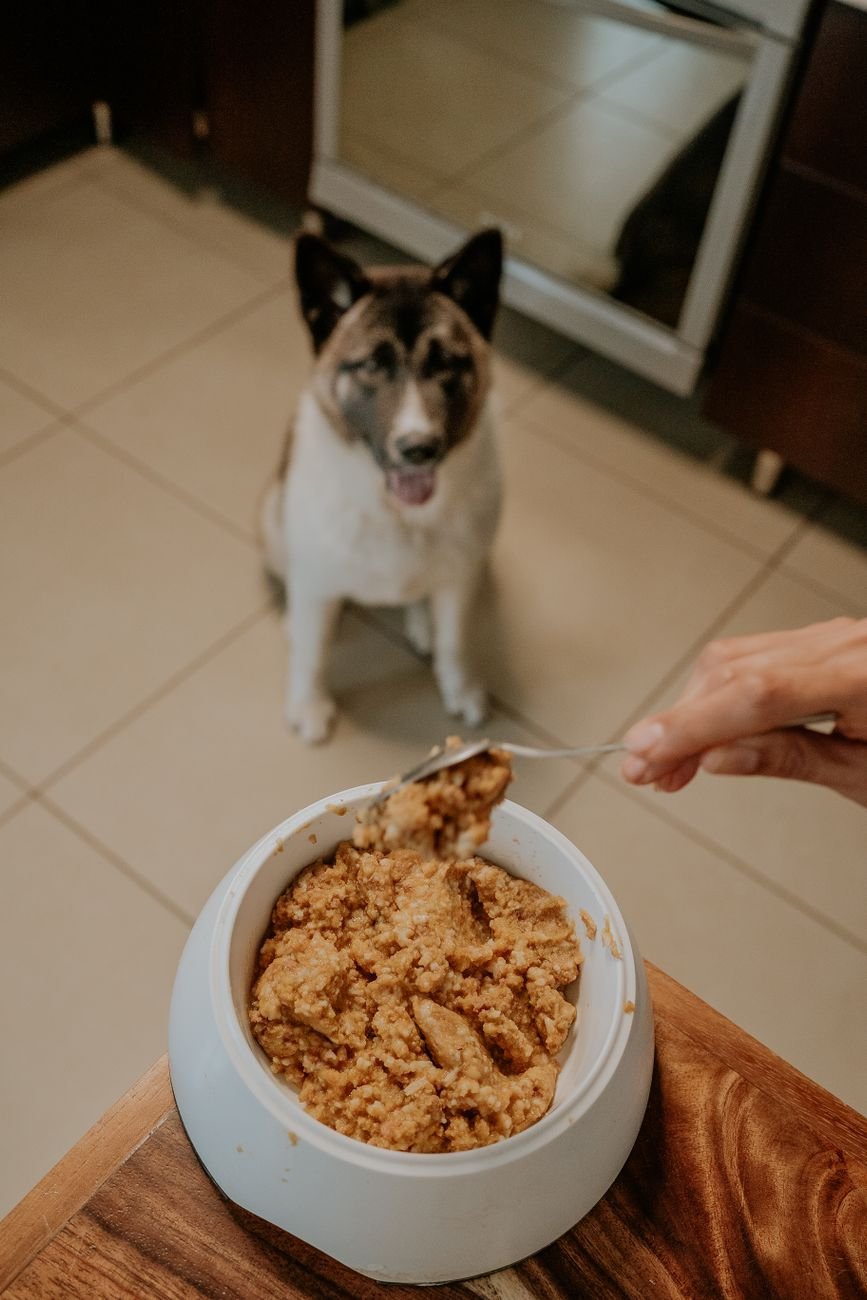 A dog sitting by its food bowl in the kitchen