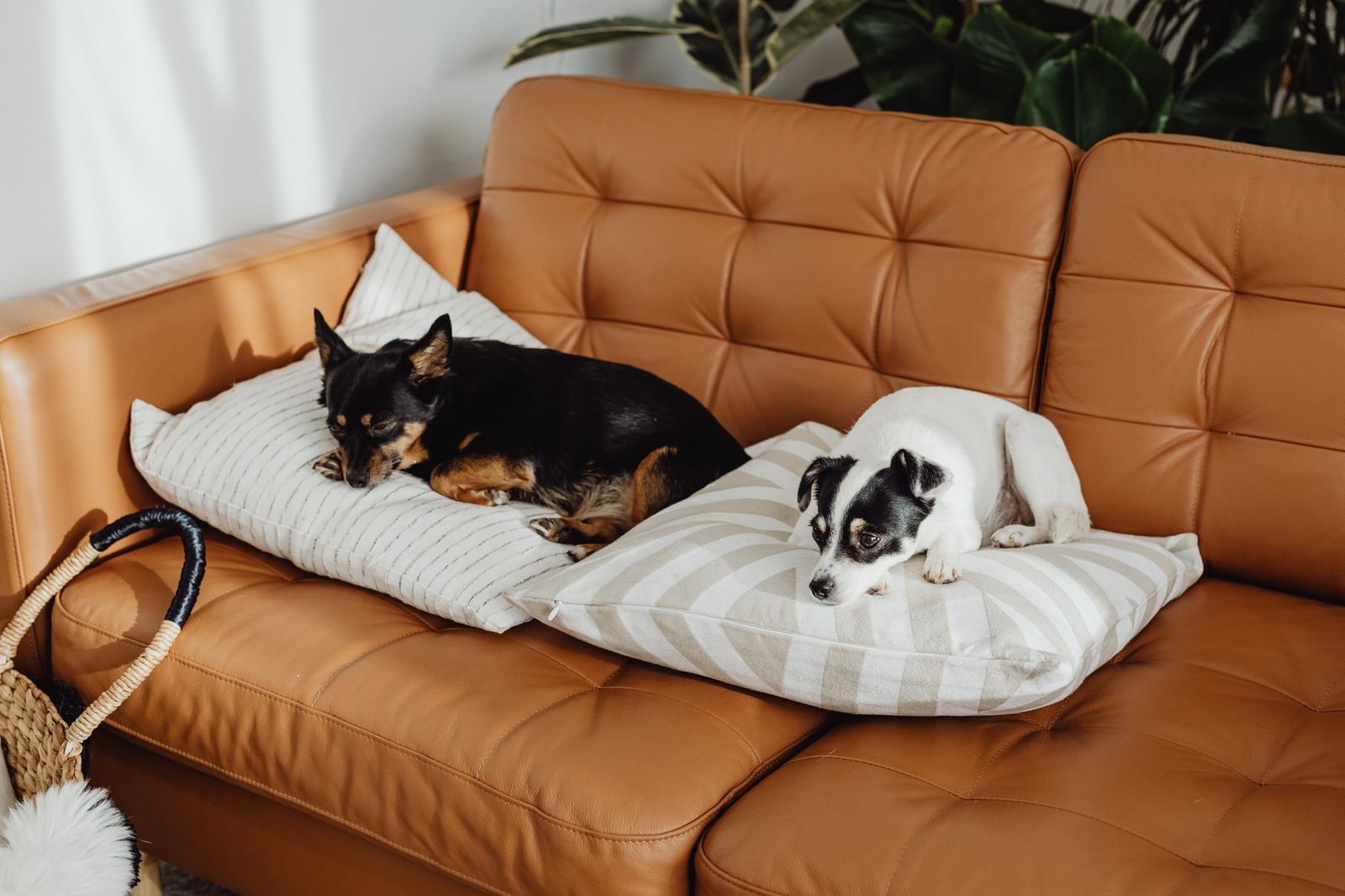 A fluffy dog lying on a light-colored sofa in a living room