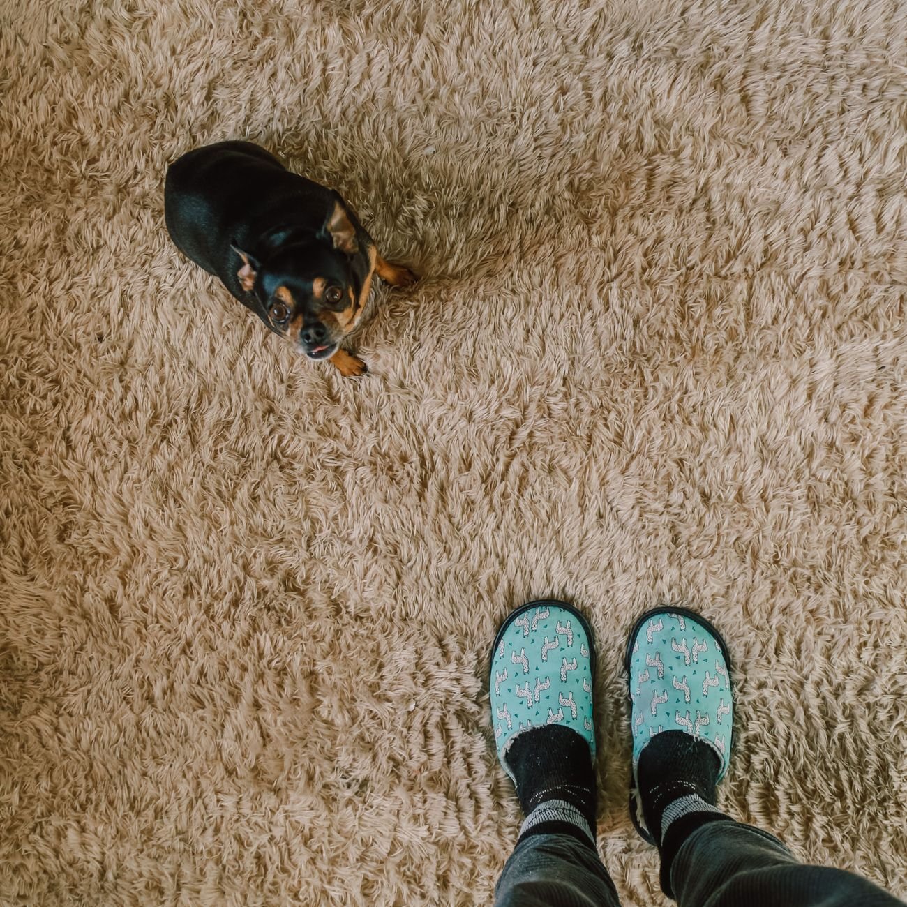 A vacuum cleaner on a living room carpet