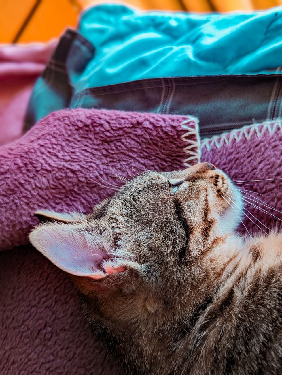 A cat lying on a soft blanket on the bed