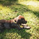 Potty Training a Puppy in 7 Days: A Realistic Plan