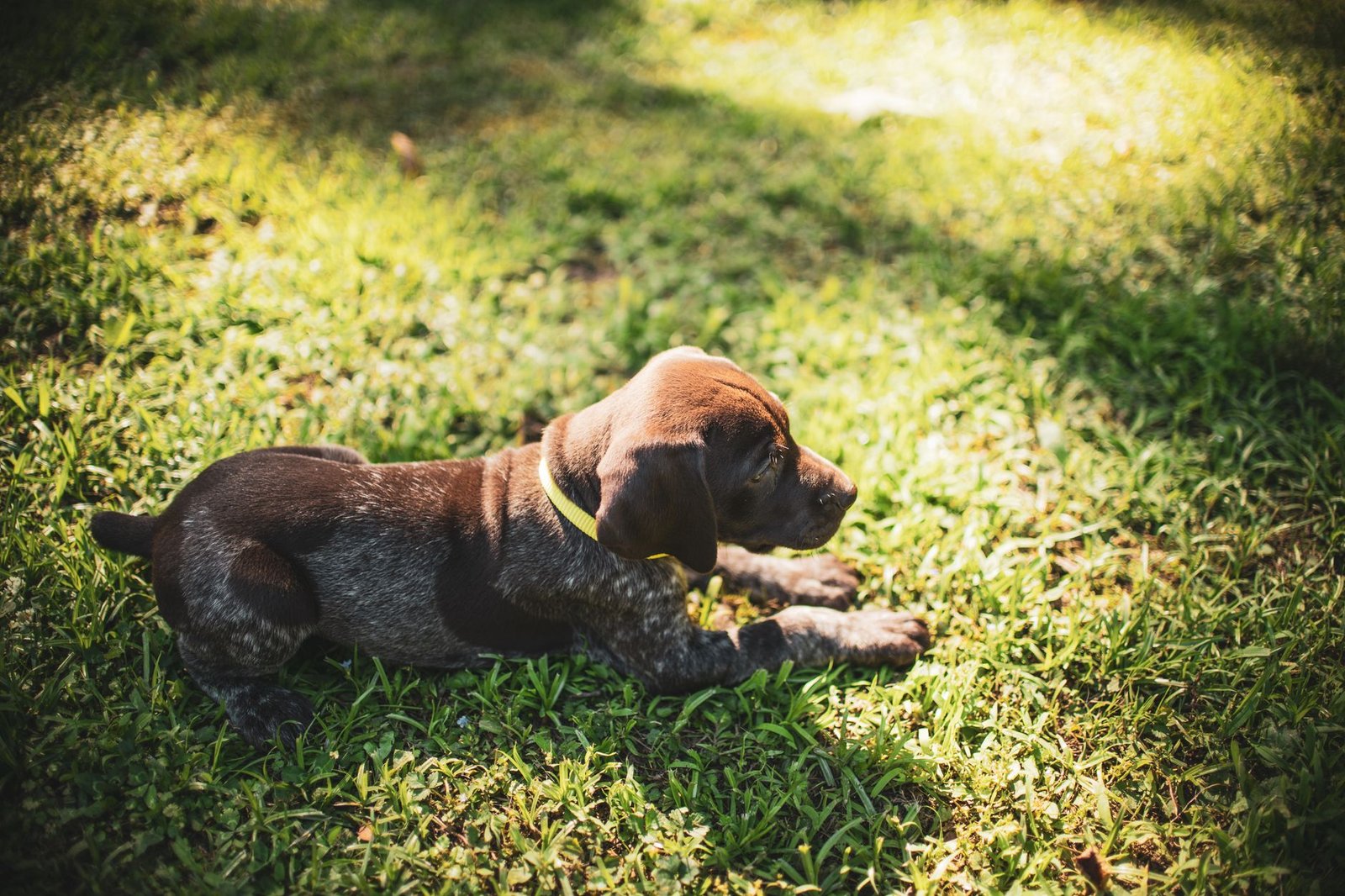 A young puppy sitting on green grass in a backyard